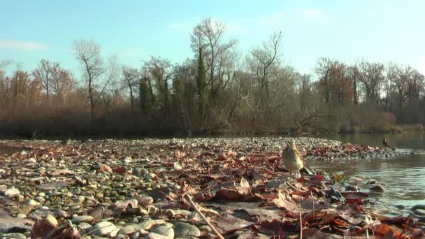 Nördliche Wasserdrossel Badet See Herbst Ufer Liegen Trockene Blätter Bäume — Stockvideo