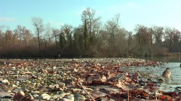 Norra Waterthrush Badar Sjön Hösten Stranden Torra Löv Träd Utan — Stockvideo