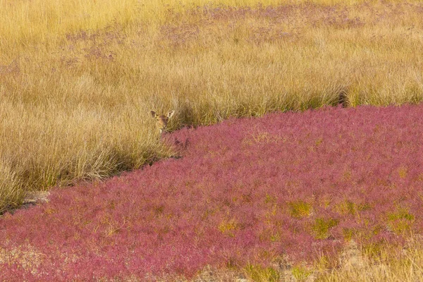 Geyik çimenlerin üzerinde Adası Beruchiy, Ukrayna