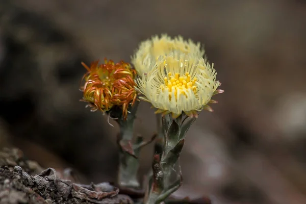Bahar çiçeği. Sarı çiçek/ --  