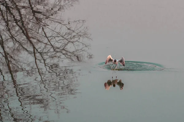 gull under water in spring/   