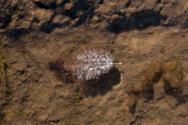 çiy damlaları ile suda tüy. Gezegenin ekolojisi
