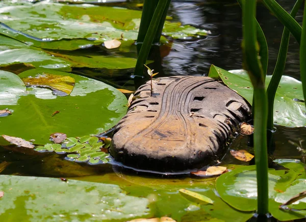 Filiz kauçuk bir terlik üzerinde filizlendi. Gezegenin ekolojisi