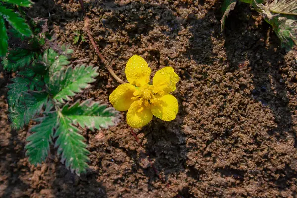 kahverengi toprak bir arka plan üzerinde çiy çiçek. Gezegenin ekolojisi 