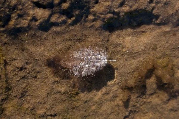 çiy damlaları ile suda tüy. Gezegenin ekolojisi