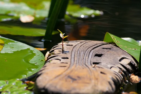 Filiz kauçuk bir terlik üzerinde filizlendi. Gezegenin ekolojisi