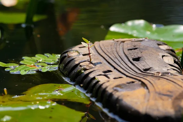 Filiz kauçuk bir terlik üzerinde filizlendi. Gezegenin ekolojisi