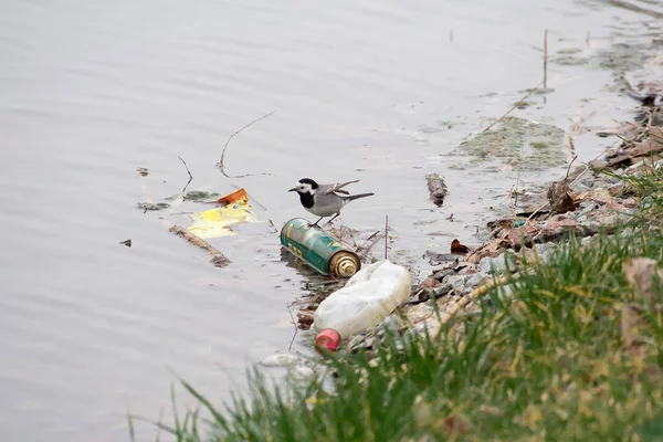 Hayvanların atıklarımızda yaşamaya zorlandığı yerler varsa gezegenimize ne olacağını bir düşünün. 