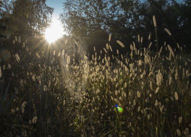 Sonbahar sabahı. Doğa son sıcak gün Sonbahar ruh hali için hazırlar. arka plan daki pus görüntüyü kutsanmış mistik yapar 