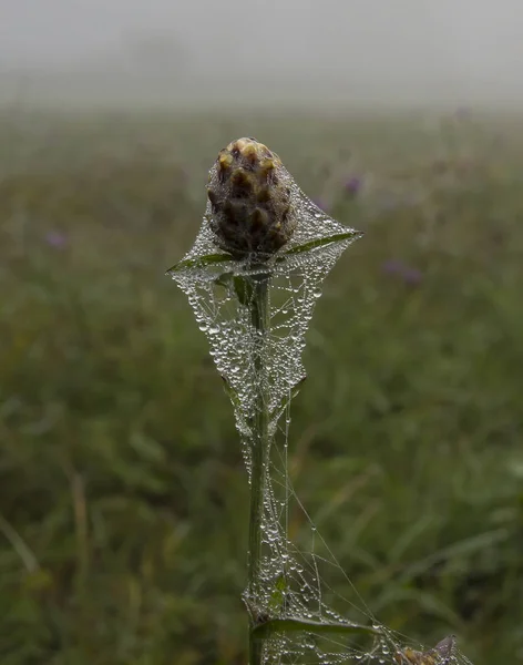 Sonbahar bitkileri süslemeye başlar ve onları kışa hazırlar.. 