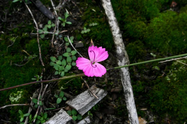 Manzara. çiçekli karanfil. Doğanın muhteşem derme çatma saat 