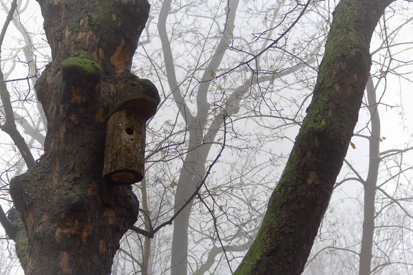 sonbahar ruh hali. Ve onu daha çok yapan ne olduğunu bilmiyorsunuz: ya sis, ya da hüzünlü bir ağaç, ya da yalnız bir kuş evi. 
