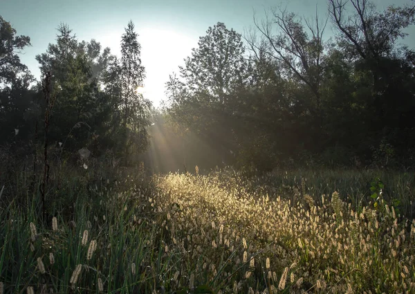 Sonbahar sabahı. Doğa son sıcak gün Sonbahar ruh hali için hazırlar. arka plan daki pus görüntüyü kutsanmış mistik yapar 