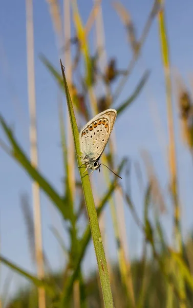 sabah çiy uyuyan kelebek. Onun uyuyan bir kelebek karşılamak kolay değil, ama burada çiy onun şanslı 
