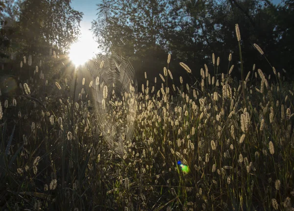 Sonbahar sabahı. Doğa son sıcak gün Sonbahar ruh hali için hazırlar. arka plan daki pus görüntüyü kutsanmış mistik yapar 