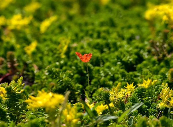kırmızı yeşil ve sarı - zıt renklerin şaşırtıcı atmosferik kombinasyonu. Görünüşe göre bu yeşil-sarı denizin arka planına karşı bir alev dili. 