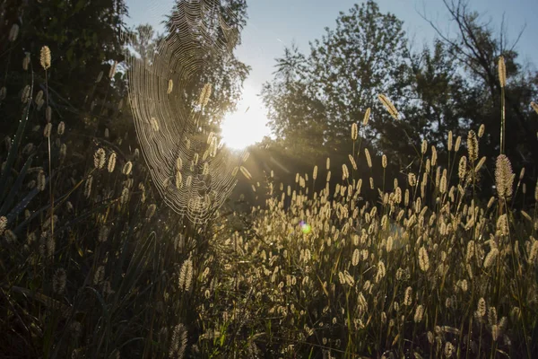 Sonbahar sabahı. Doğa son sıcak gün Sonbahar ruh hali için hazırlar. arka plan daki pus görüntüyü kutsanmış mistik yapar 