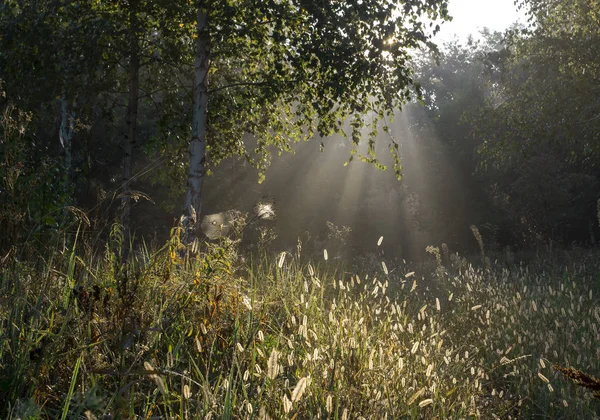 Sonbahar sabahı. Doğa son sıcak gün Sonbahar ruh hali için hazırlar. arka plan daki pus görüntüyü kutsanmış mistik yapar 