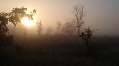 sonbahar manzara. Yoğun siste sabah güneşi 
