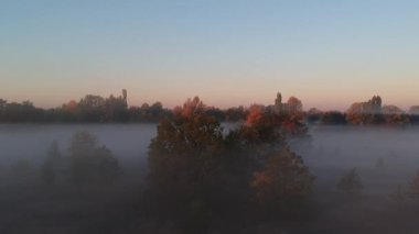 sonbahar üzerinde sabah uçuş, sis sarı ağaçlar 