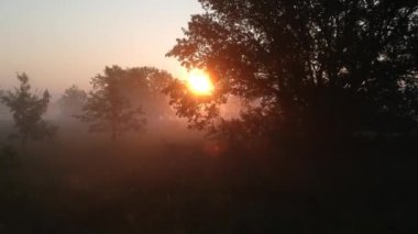 Güneşin ışınları dallarda ve sabah sisinde dolandı. Drone arka açıklık