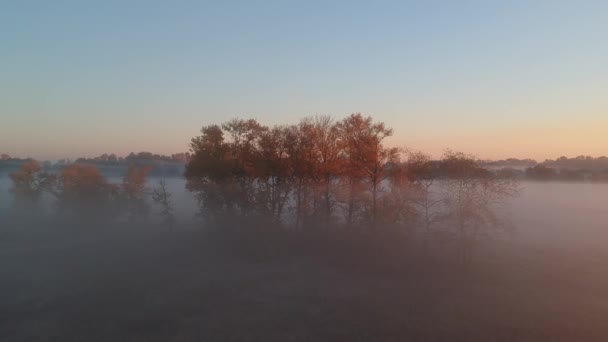 Voo Manhã Sobre Outono Árvores Amarelas Nevoeiro — Vídeo de Stock
