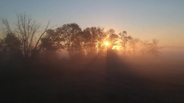 Morgenflug Über Den Herbst Gelbe Bäume Nebel — Stockvideo