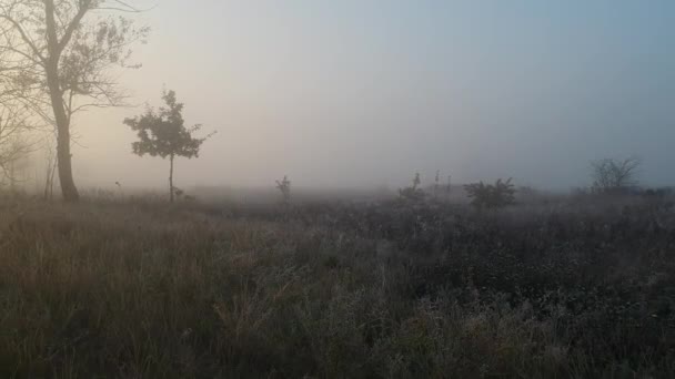 Autumn Morning Herbs Hoarfrost Fog Span Field — Stock Video