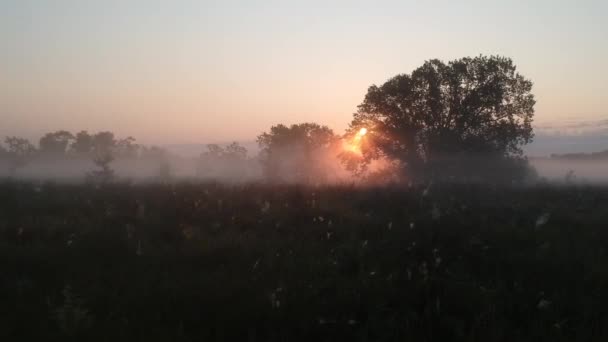 Безпілотник Летить Сонця Через Дерева Ранковий Туман — стокове відео