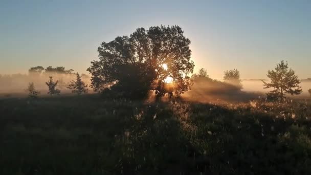 太阳的光芒在树枝和晨雾中纠缠不清 无人机跨度 — 图库视频影像