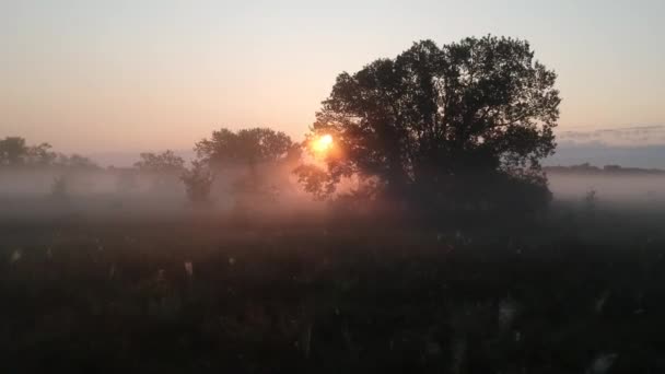 Drone Che Vola Sole Tra Gli Alberi Nebbia Mattutina — Video Stock