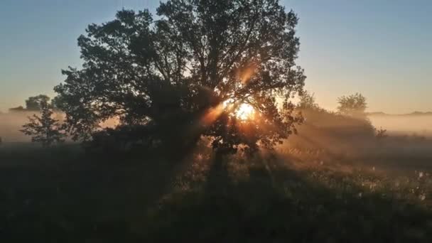 Solens Strålar Blev Trassliga Grenarna Och Morgondimman Drone Tillbaka Span — Stockvideo