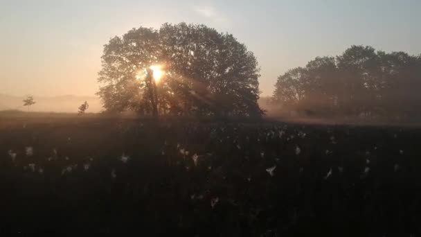 Morgensonne Durch Den Nebel Und Äste Fliegen Auf Einer Drohne — Stockvideo