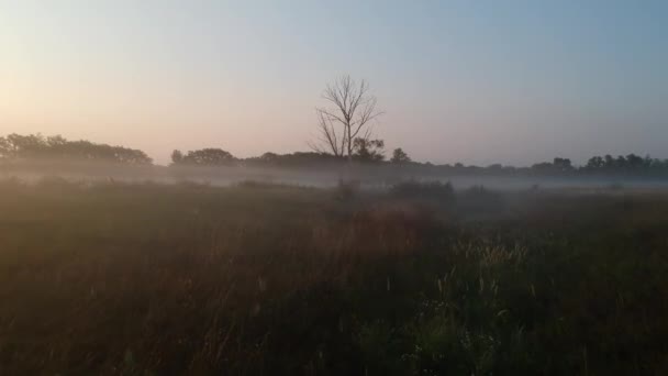 vol matinal au-dessus du ravin dans le brouillard. herbe, fin été 