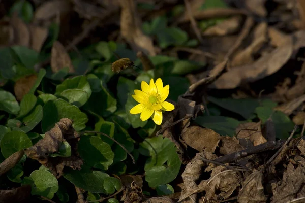 sis sonbahar güneşinde peri ormanı. Ormanın üzerinde uçmak