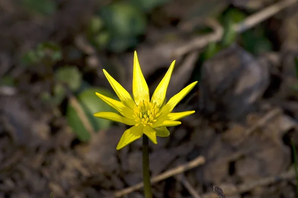 Hoş görünümlü ve canlandırıcı çuha çiçeği tıbbi özelliklere sahiptir ve gerçekten görünümü ile dirphesia davranır. ved bahar önümüzde 