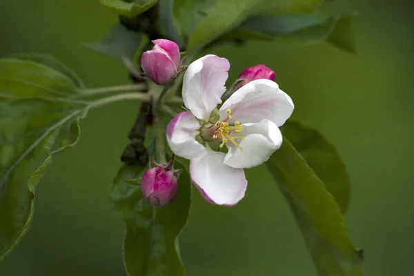 sis sonbahar güneşinde peri ormanı. Ormanın üzerinde uçmak