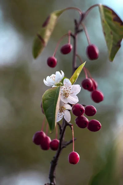 Una Flor Encuentra Con Fruto Árbol Otoño Doble Floración —  Fotos de Stock