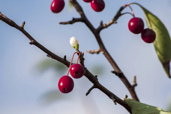 Bir çiçek ağacının meyvesi ile karşılaşır. sonbahar, çift çiçek 