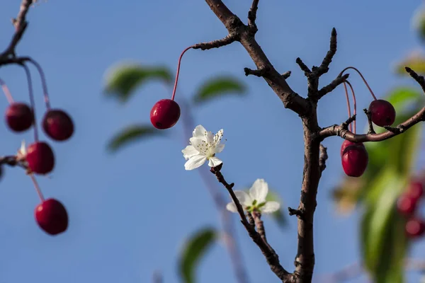 Una Flor Encuentra Con Fruto Árbol Otoño Doble Floración — Foto de Stock