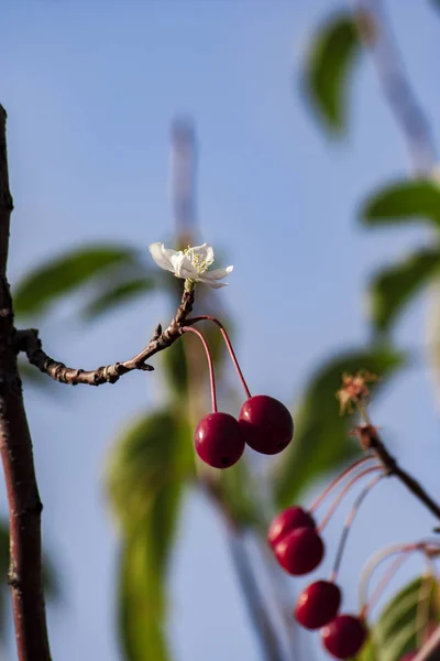 Una Flor Encuentra Con Fruto Árbol Otoño Doble Floración —  Fotos de Stock