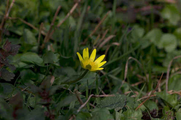 Hoş görünümlü ve canlandırıcı çuha çiçeği tıbbi özelliklere sahiptir ve gerçekten görünümü ile dirphesia davranır. ved bahar önümüzde 