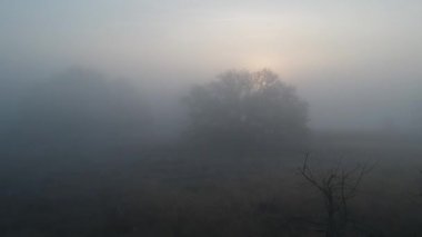 sis sonbahar güneşinde peri ormanı. Ormanın üzerinde uçmak