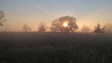 sis sonbahar güneşinde peri ormanı. Ormanın üzerinde uçmak