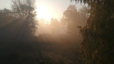 sis sonbahar güneşinde peri ormanı. Ormanın üzerinde uçmak