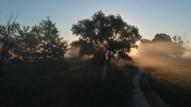 Işınlar sisteki ağaçları kesiyor. Yaz sabahı. Muhteşem güneşe uçuş.
