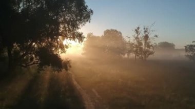  Işınlar sisteki ağaçları kesiyor. Yaz sabahı. Muhteşem güneşten Dönüş Uçuşu.