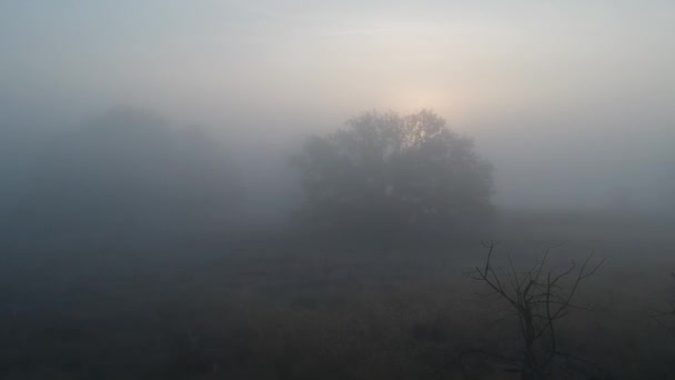 Märchenwald in der Herbstsonne im Nebel. fliegen über den Wald