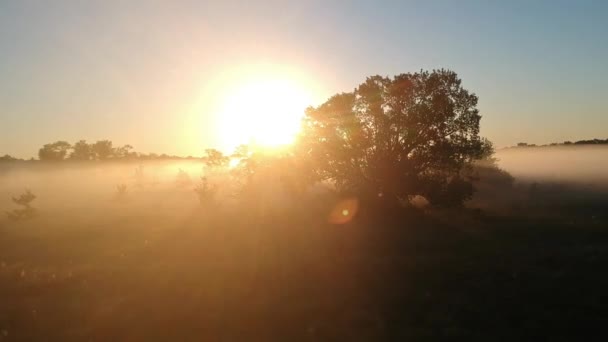 Fairy Forest Höstsolen Dimman Flyga Över Skogen — Stockvideo