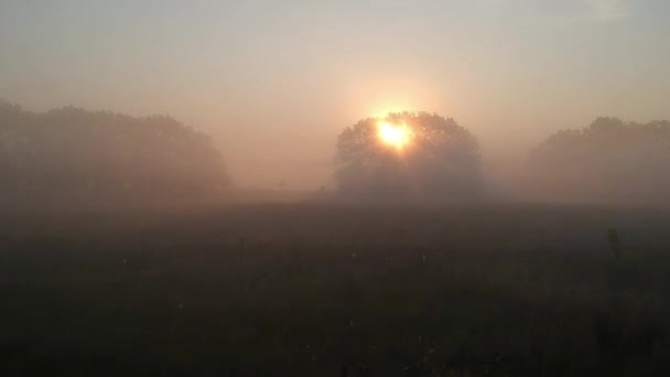 霧の朝の魔法 木の枝を通して太陽の光線に瞑想する — ストック動画